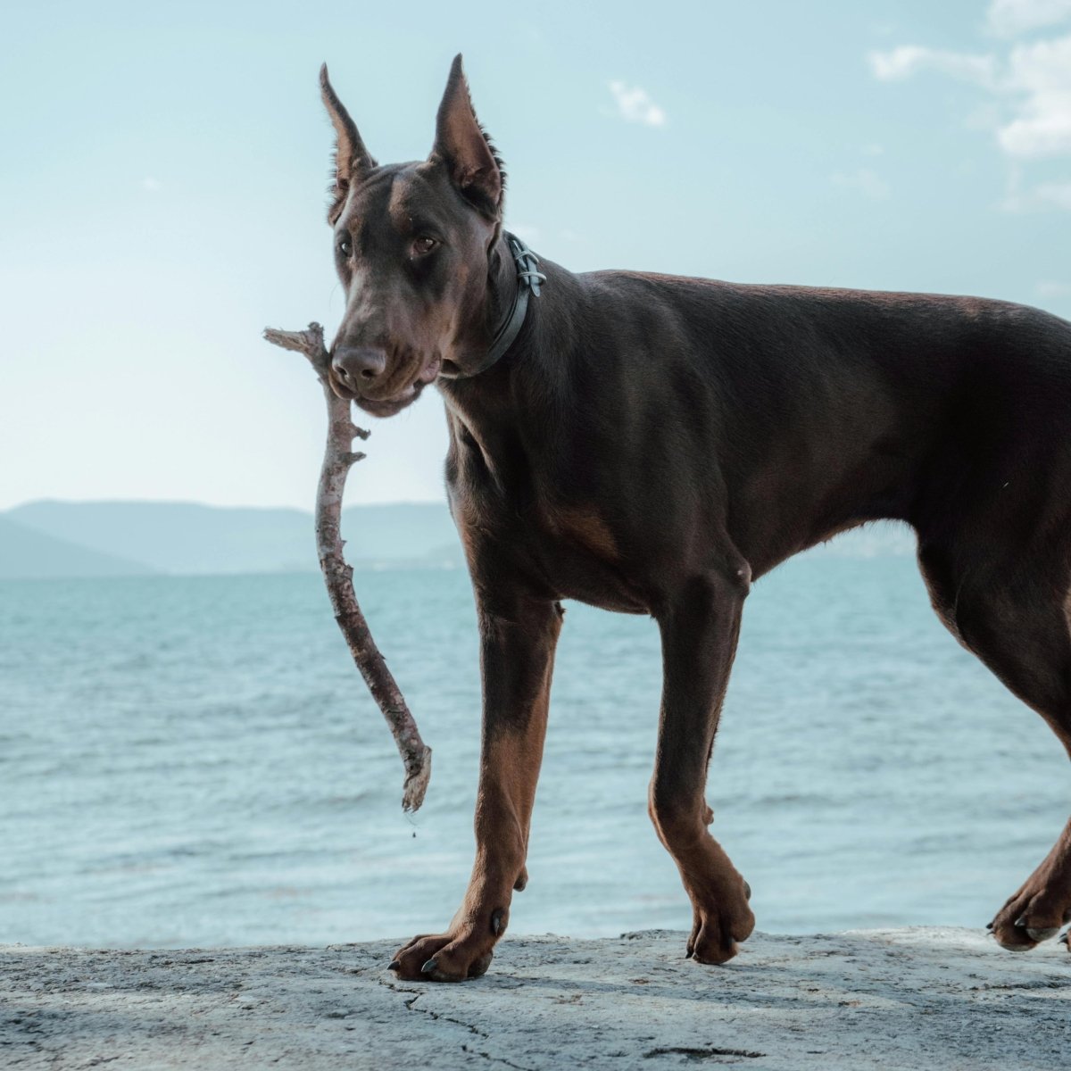 Dobermann - an intelligent and reliable protector