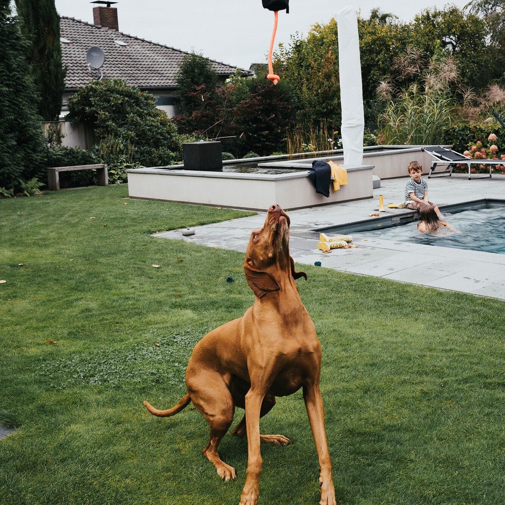 Train your dog for the summer challenges