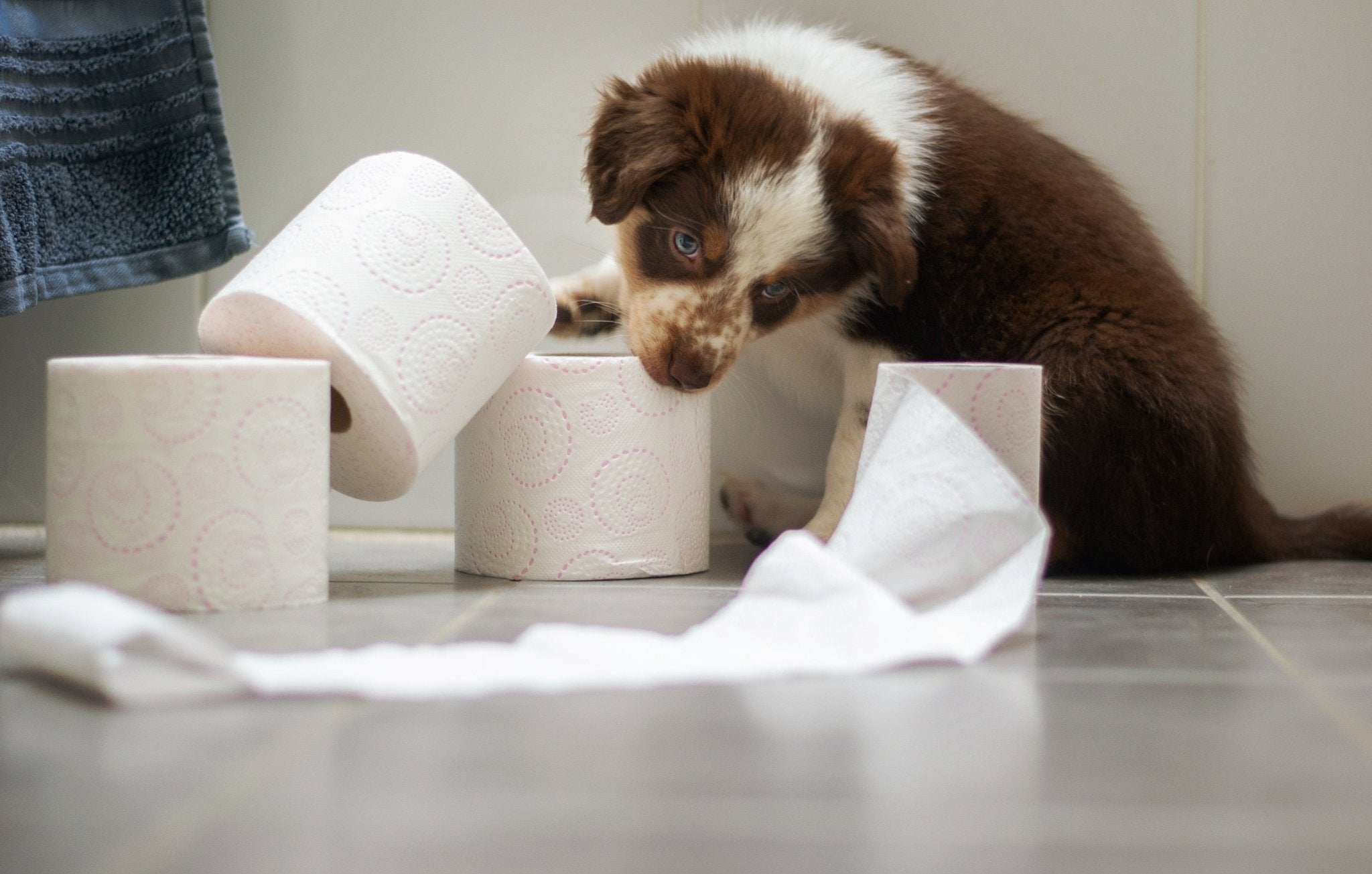 6 enkla steg hur du gör din hund rumsren