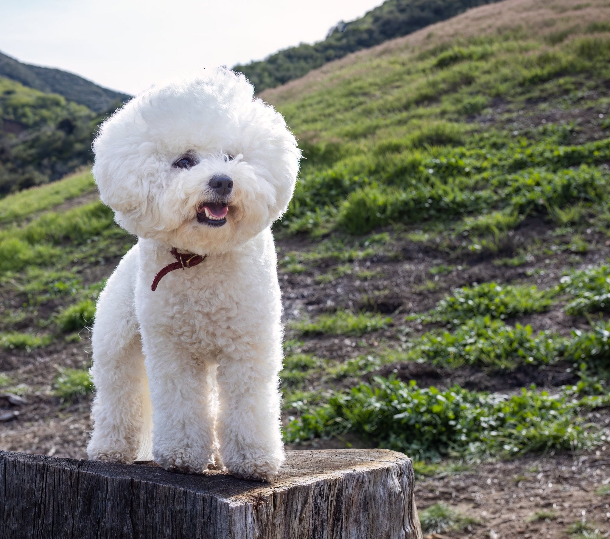 Bichon frisé - en charmig följeslagare för varje hem