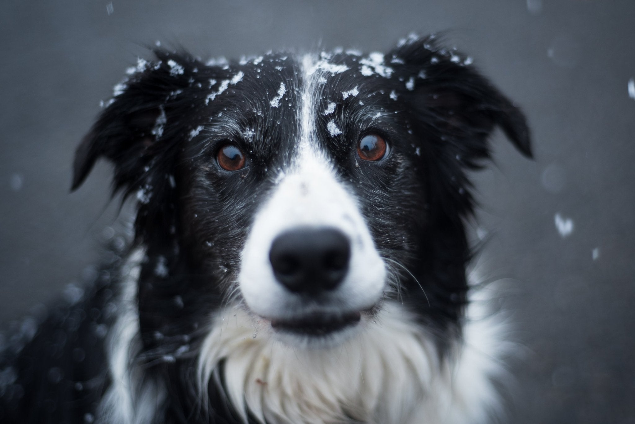 Border collie - en intelligent och energisk arbetshund