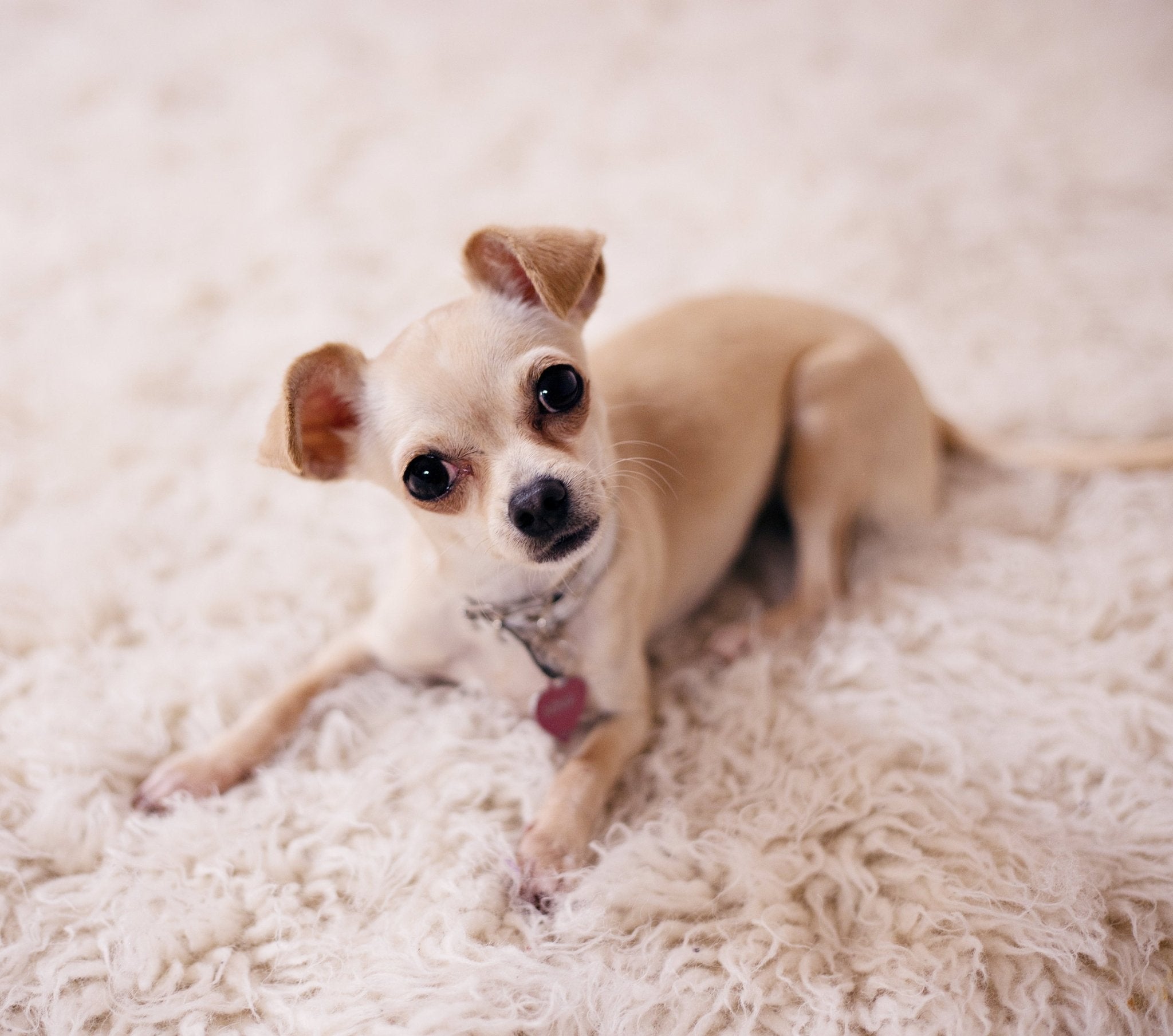 Chihuahua - en liten hund med stor personlighet