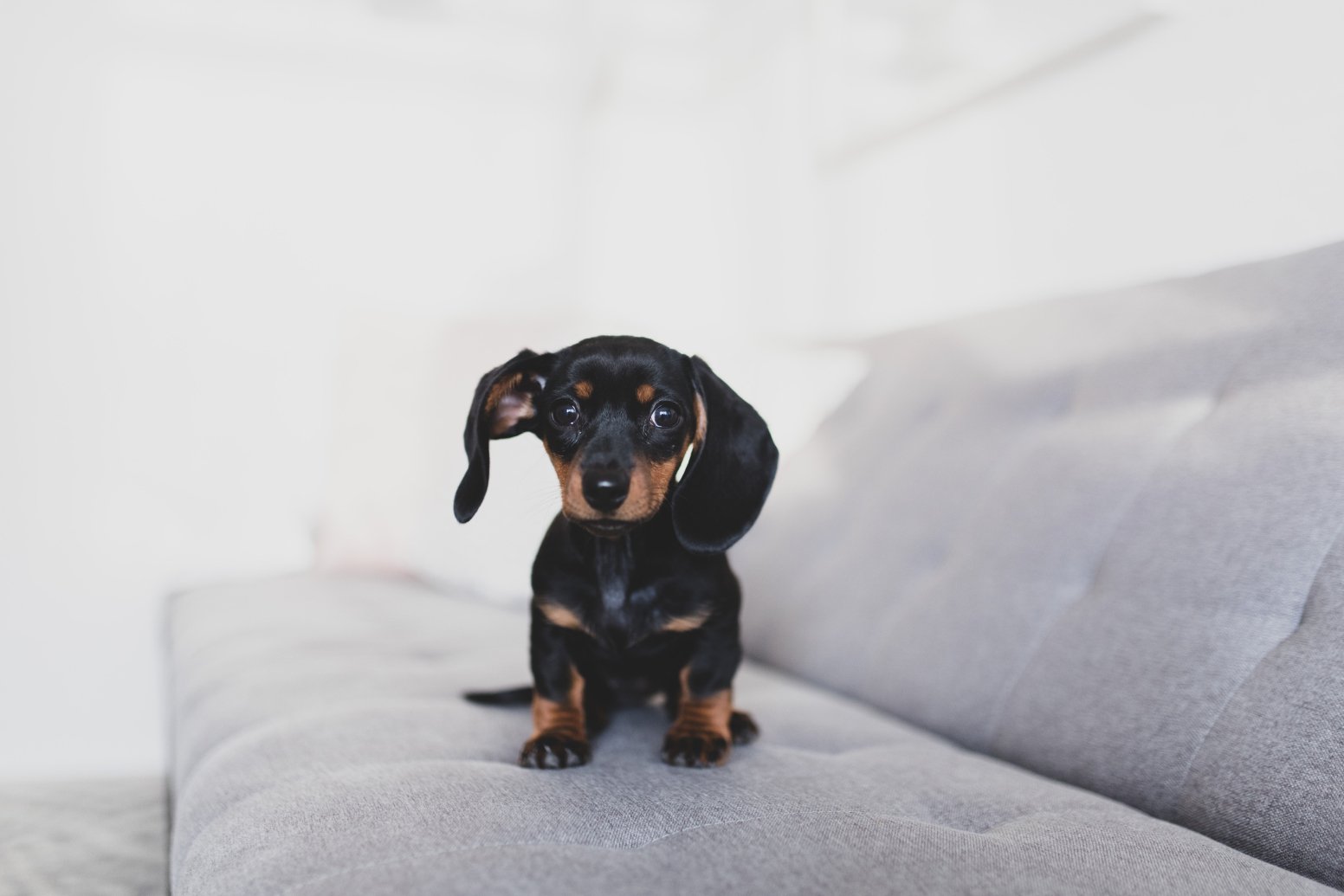 The ultimate shopping list for your new puppy: Everything you need to welcome your four-legged friend