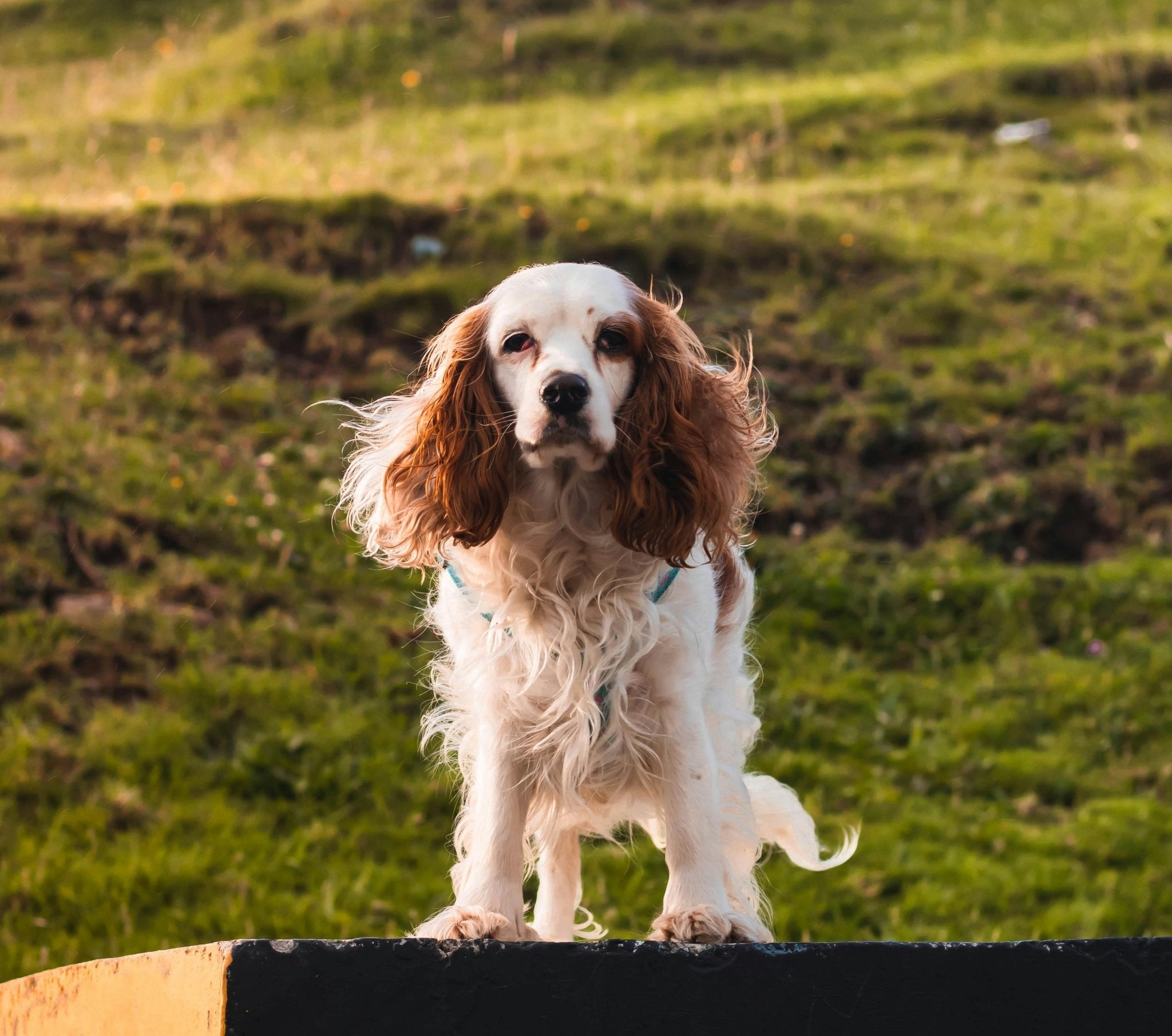 English Cocker Spaniel - a lively and loving family dog