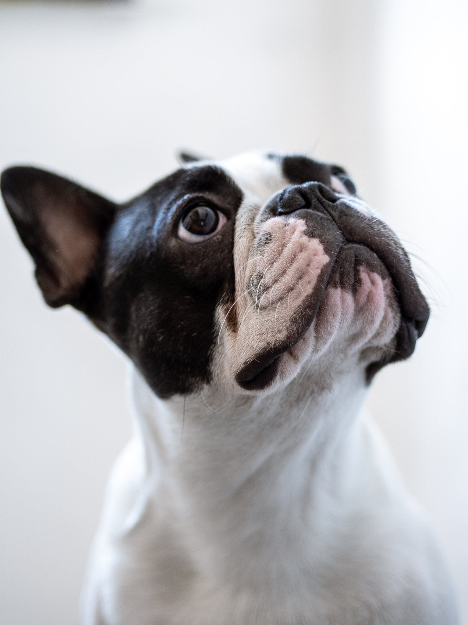 Fransk bulldogg - en charmig och karismatisk lägenhetsvän