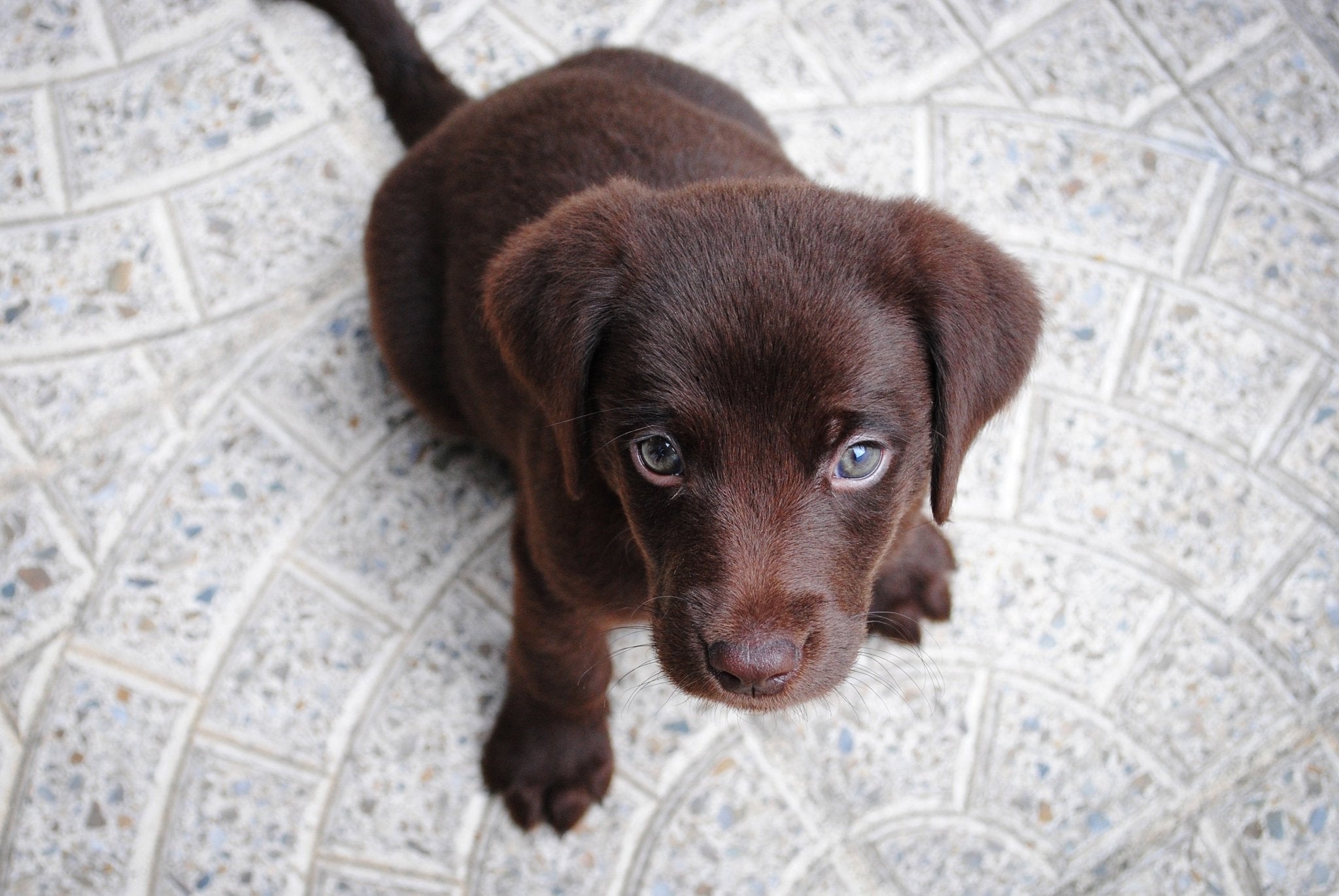 How do I insure my puppy?