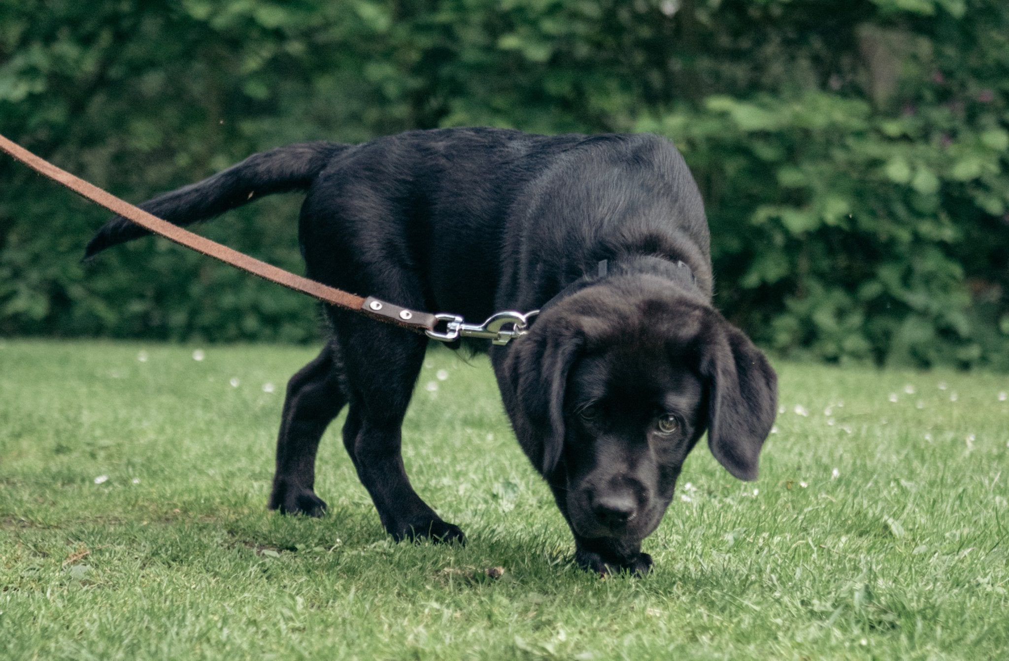 Koppelträning - lär din hund att gå i koppel