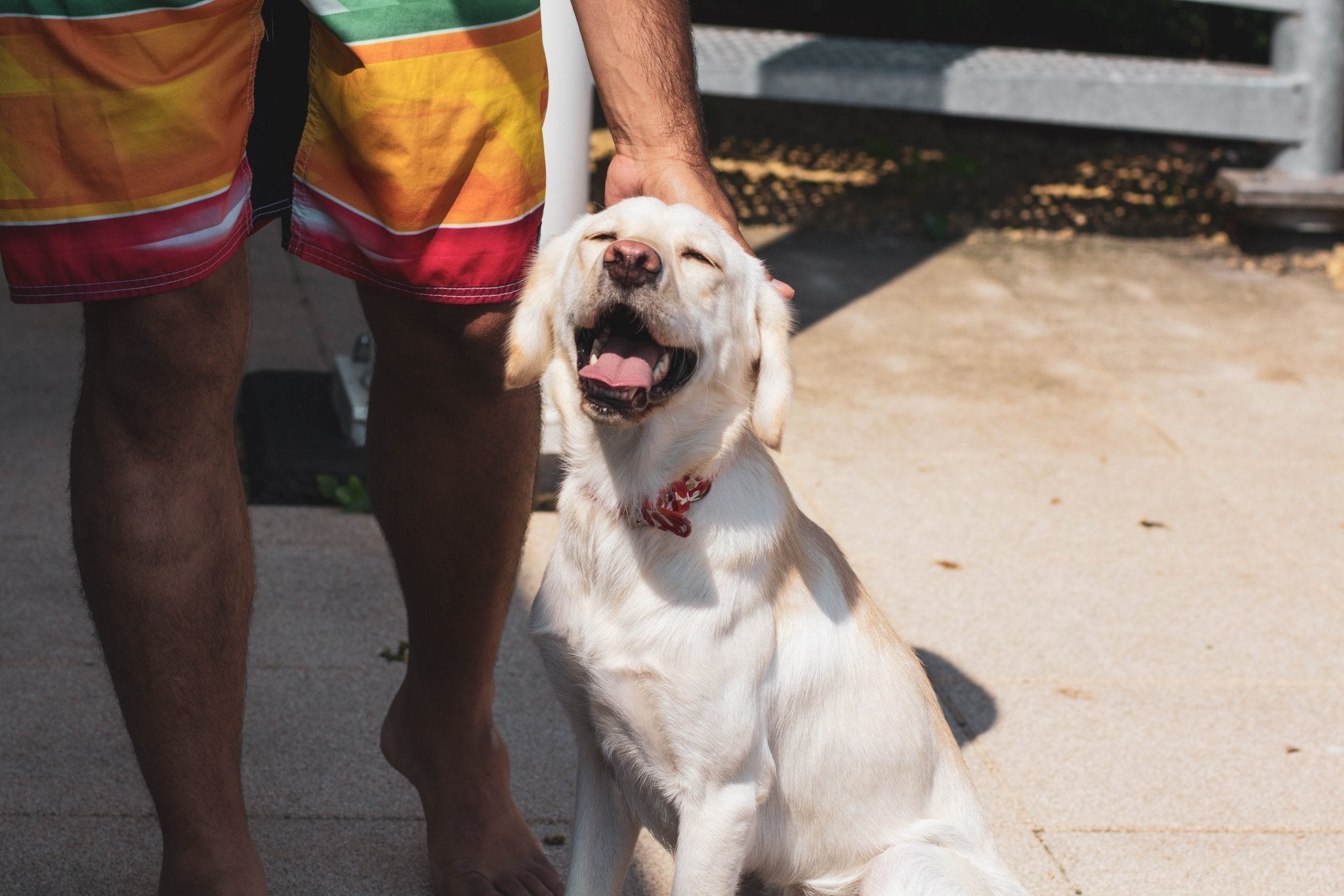 Labrador retriever - the ideal dog for first-time owners