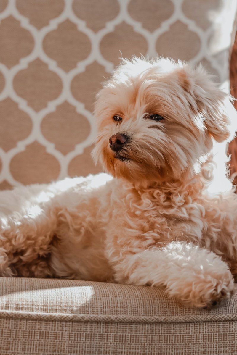 Maltipoo - en bedårande och kärleksfull familjekamrat