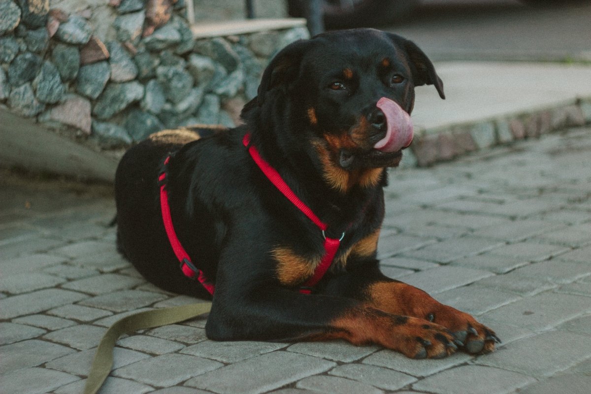 Rottweiler - en kraftfull och hängiven vakthund