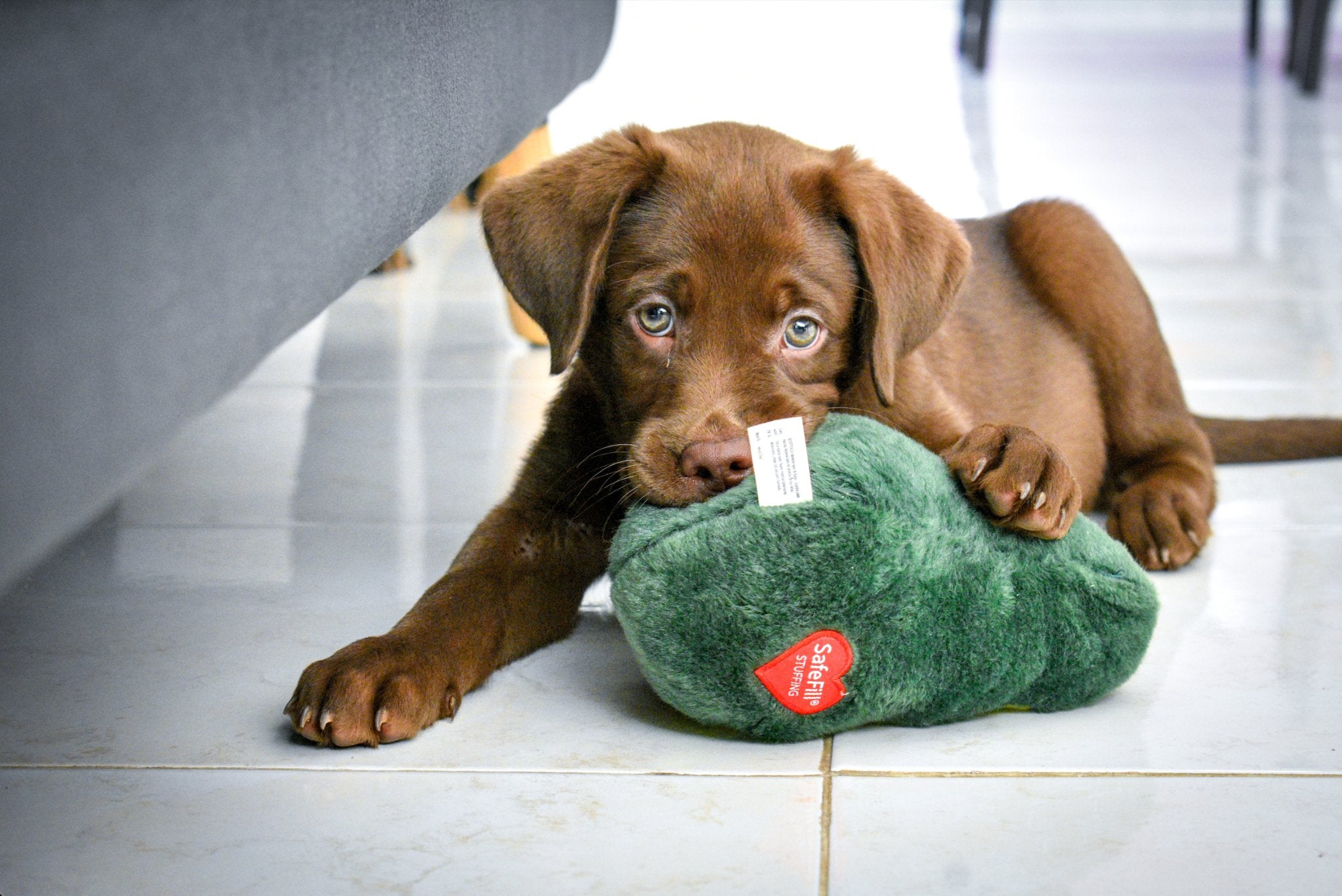 How to puppy-proof your home: A detailed guide for prospective dog owners