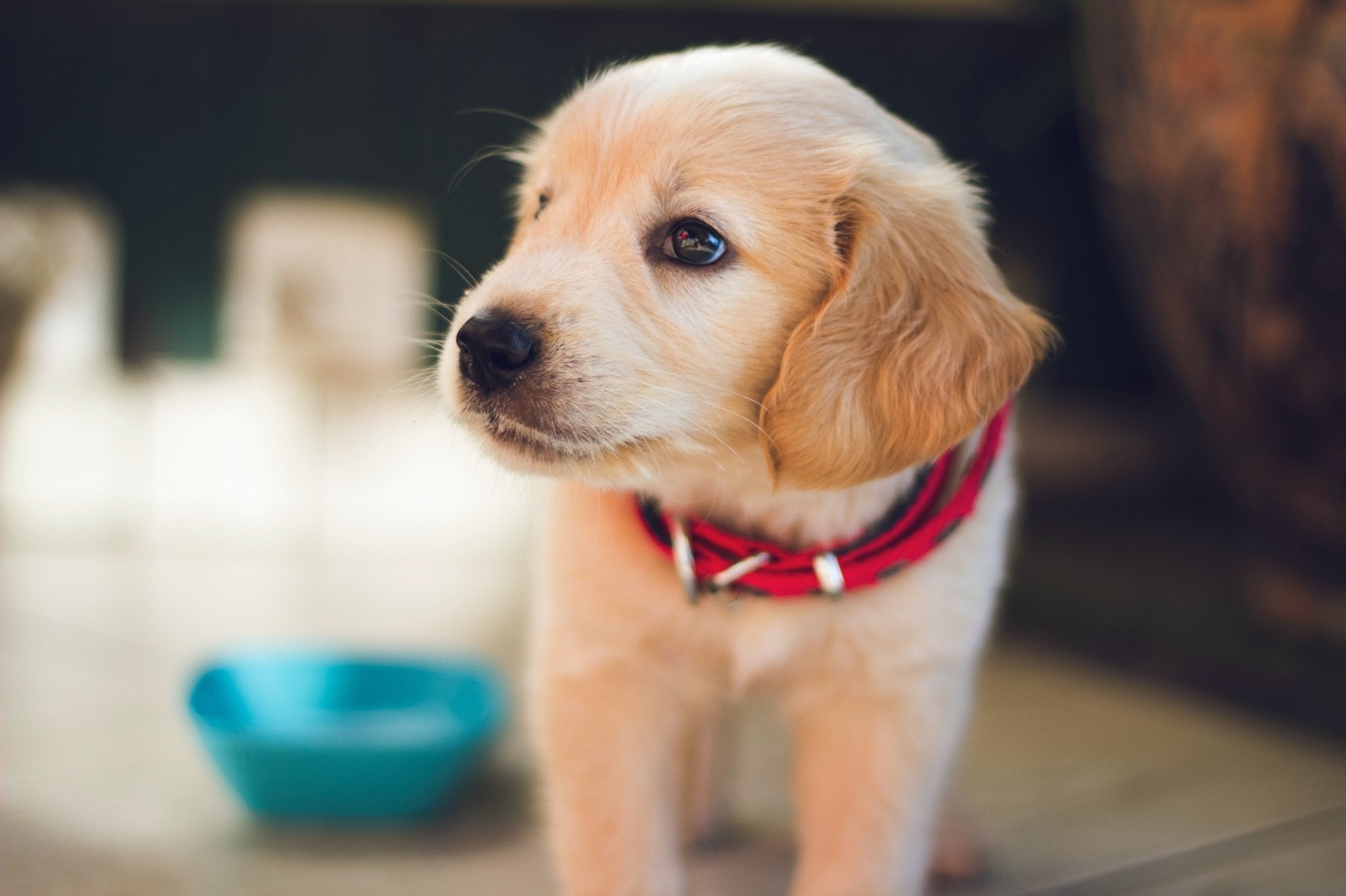Saker att tänka på innan du köper en hund: En omfattande guide för blivande hundägare