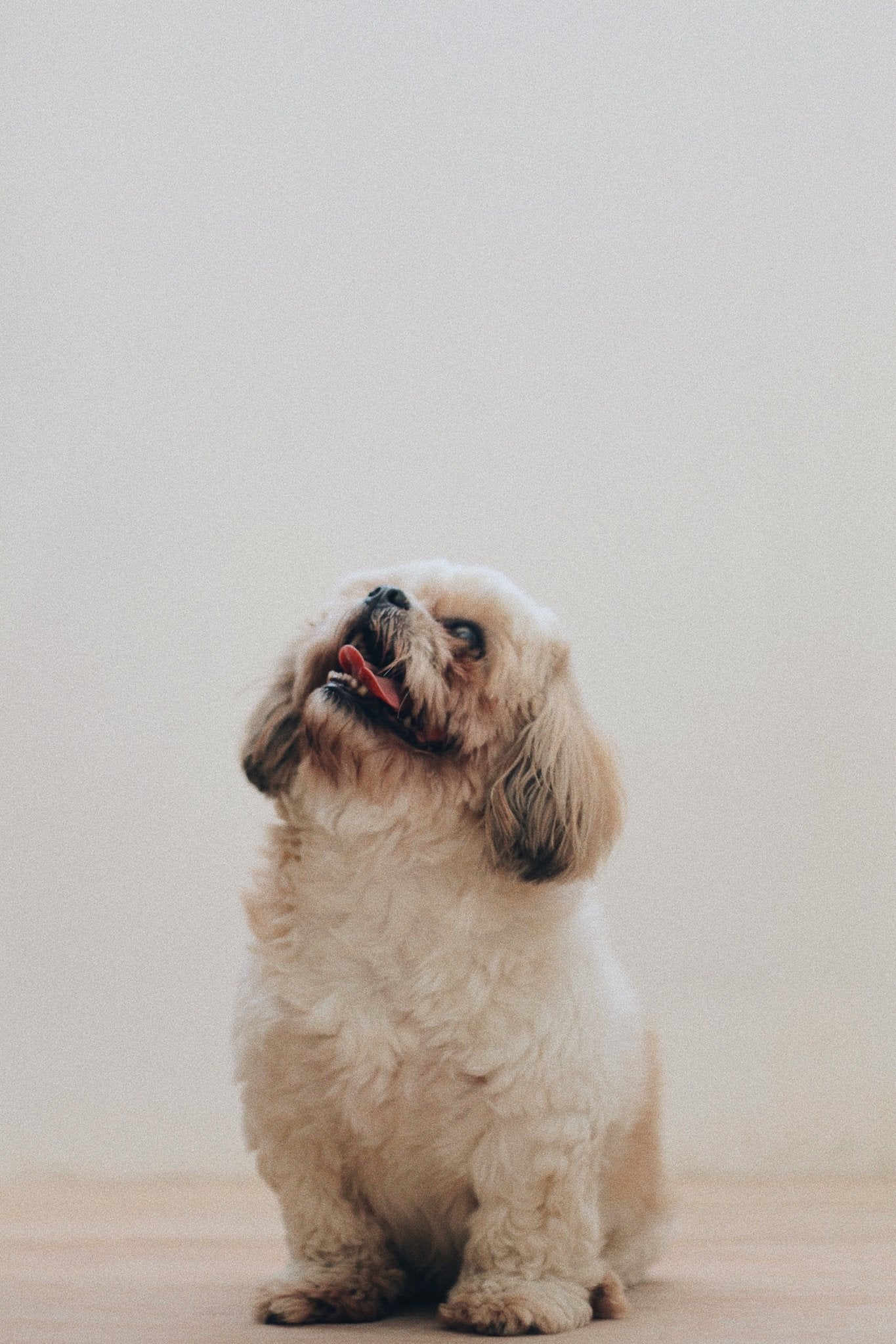 Shih tzu - a small breed with a big heart