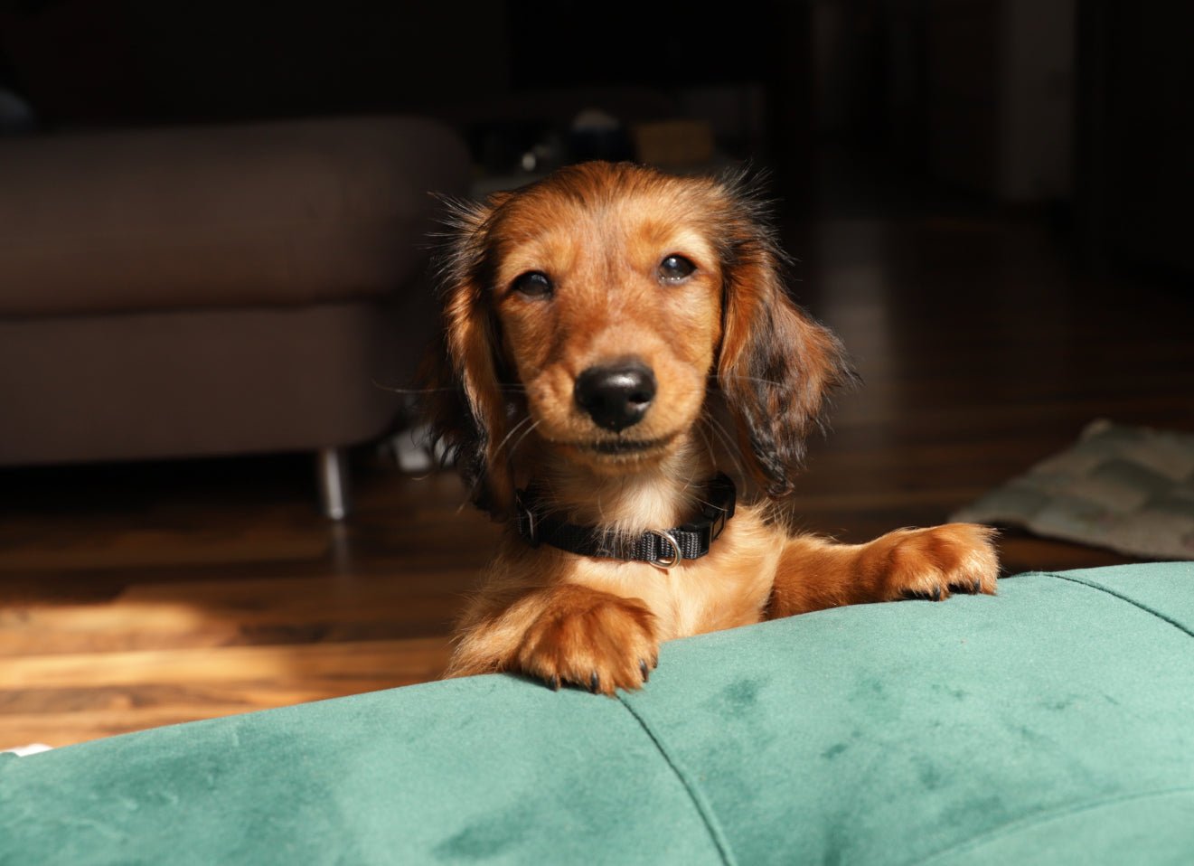 What is puppy pruritus and how do you treat it?