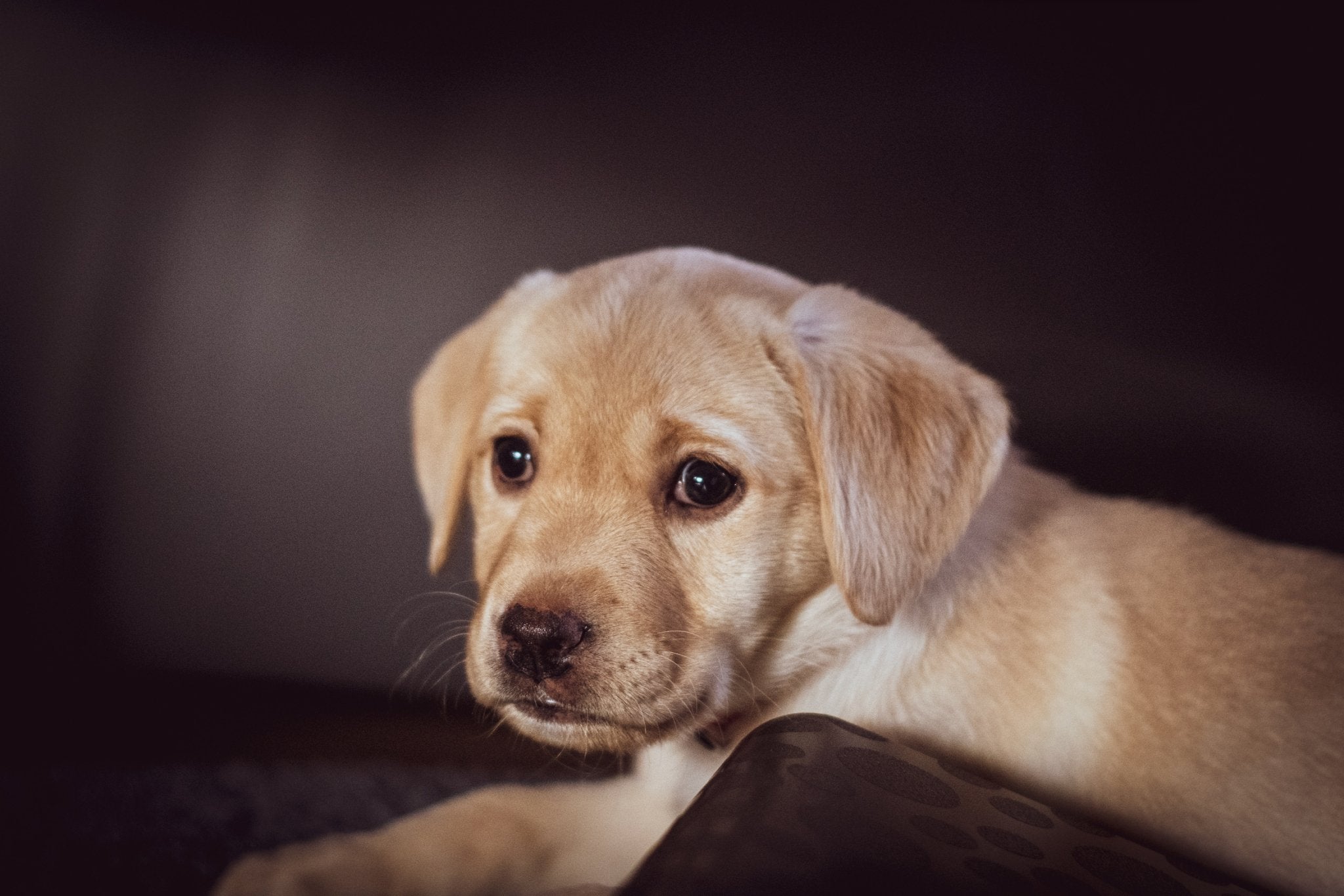 Important points to keep in mind when bringing home your new puppy