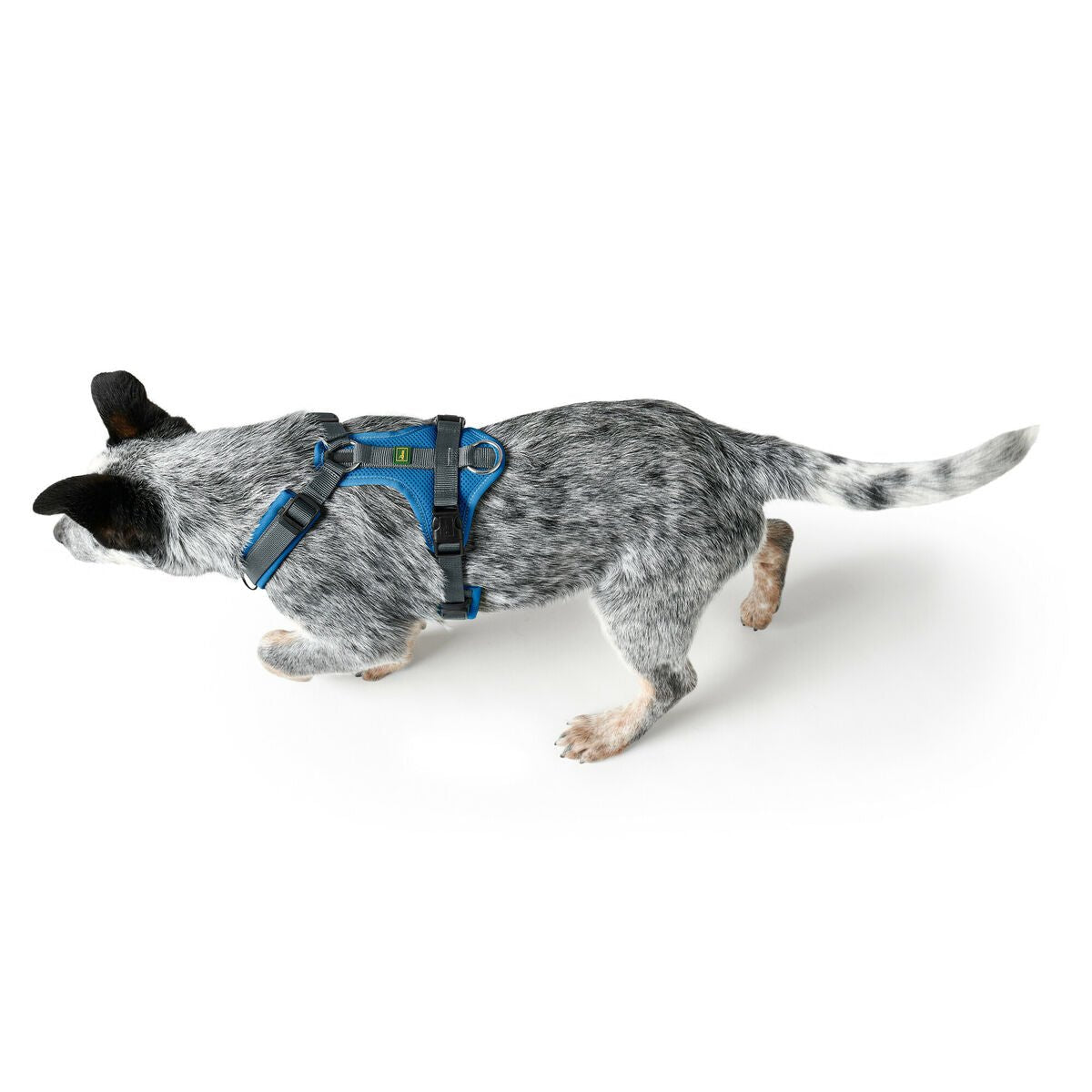 Hundsele Hunter Maldon Up Blå 31-49 cm - Hunter | Valpoteket