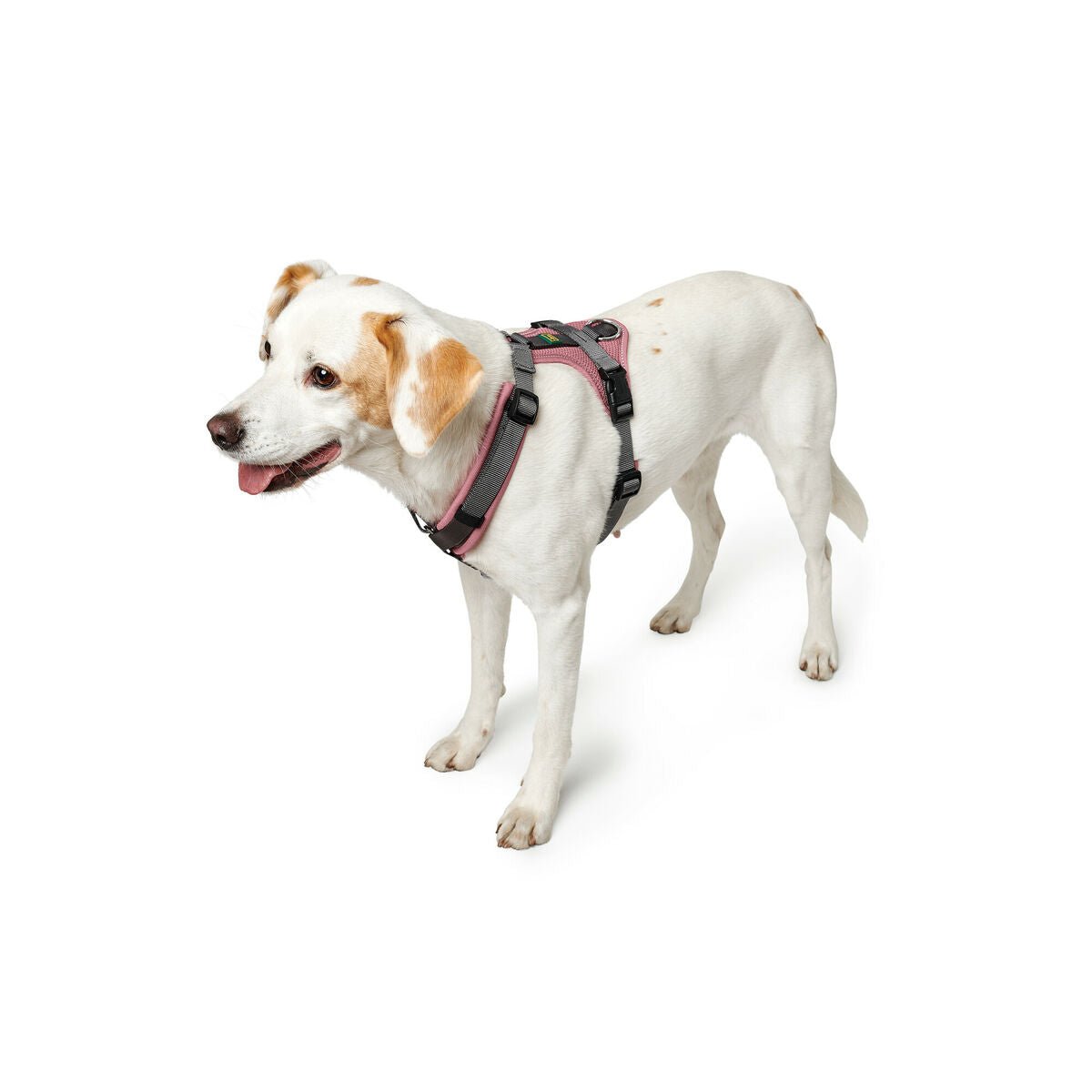 Hundsele Hunter Maldon Up Rosa 38-62 cm - Hunter | Valpoteket