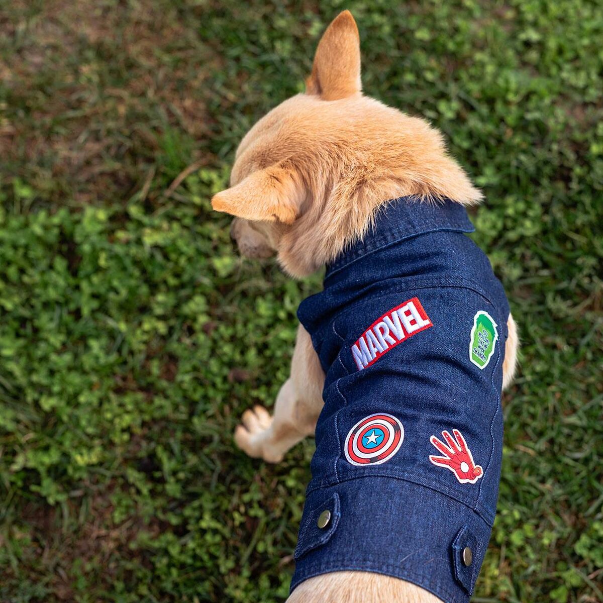 Dog Jacket Marvel Blå M - Marvel | Valpoteket