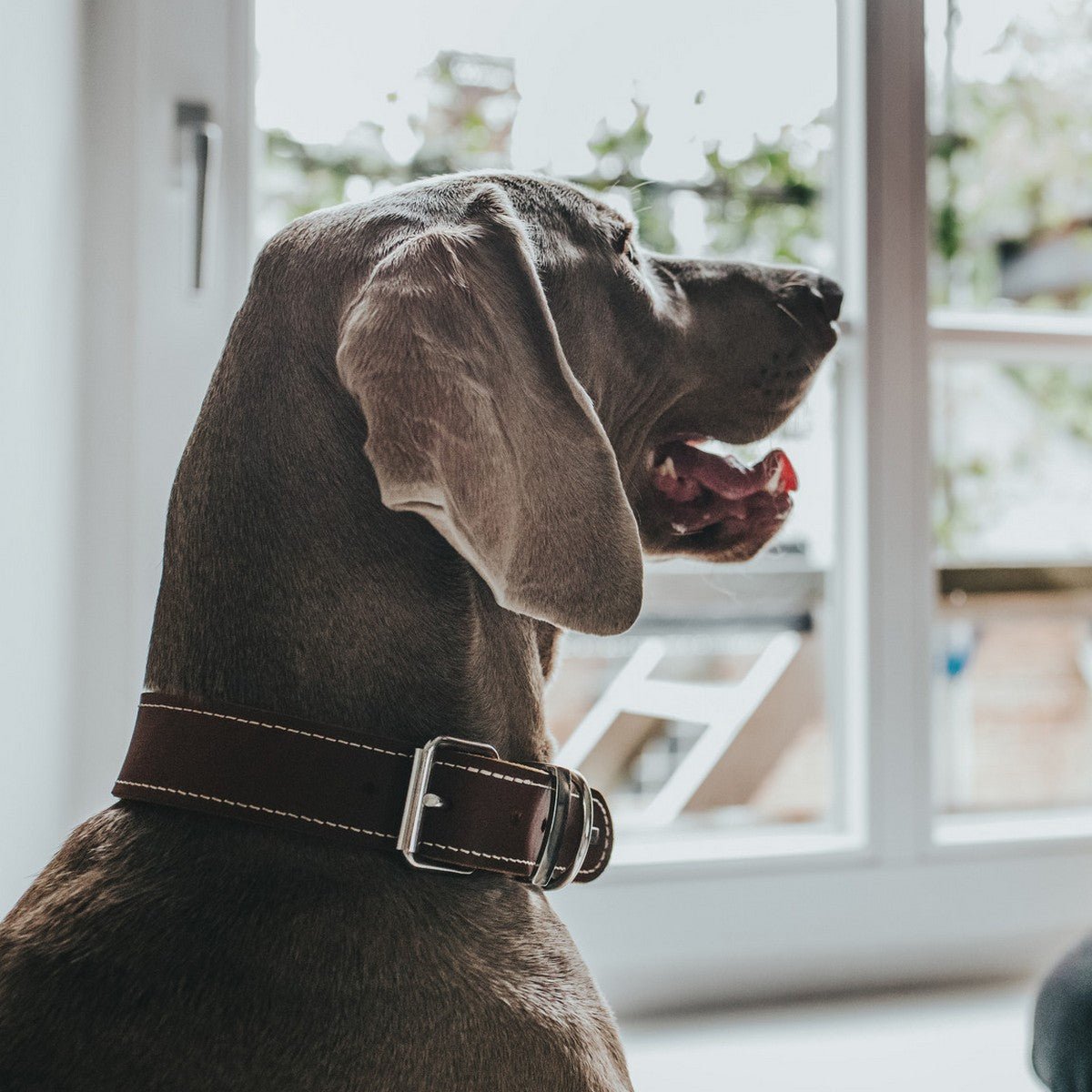 Hundhalsband Aalborg | Mjukt koläder | Brun, XL - Hunter | Valpoteket