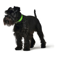 Hundhalsband Hunter Convenience Comfort Grön Storlek M/L (42-50 cm) - Hunter | Valpoteket