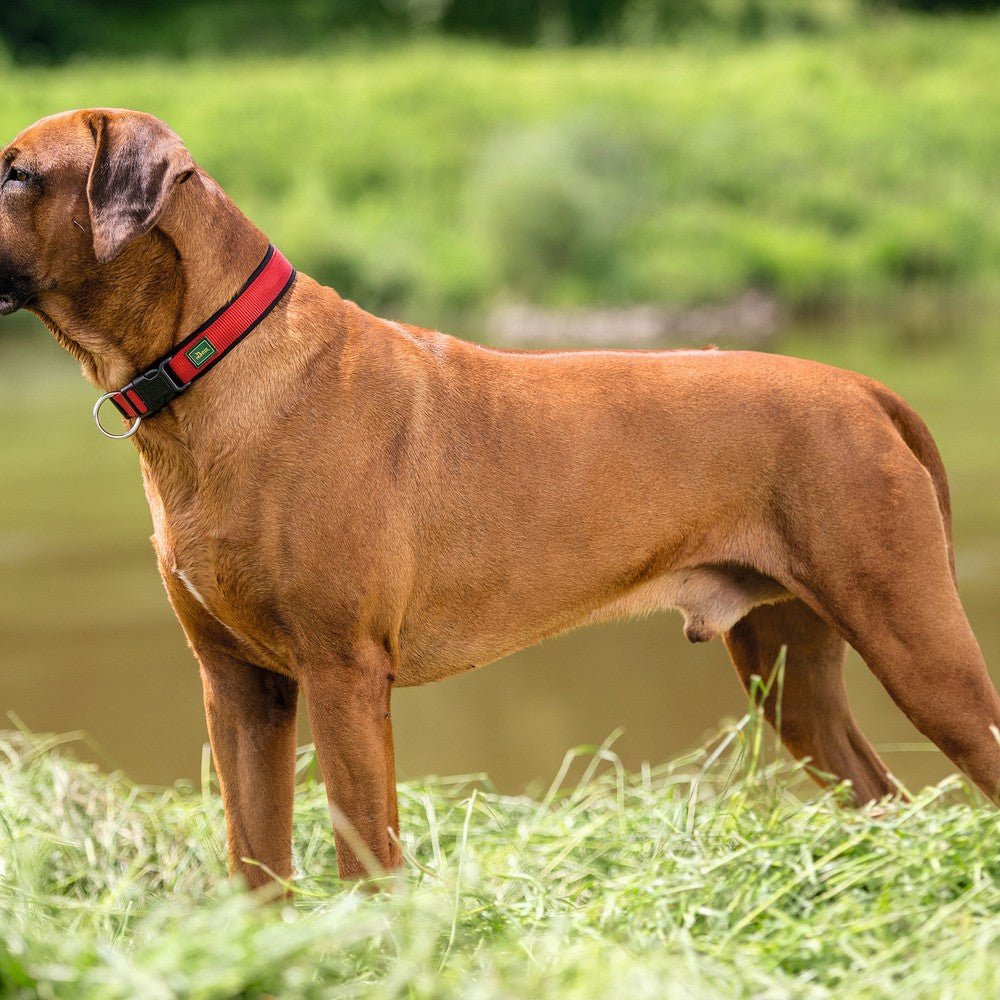 Hundhalsband Hunter neopren röd (30-35 cm)