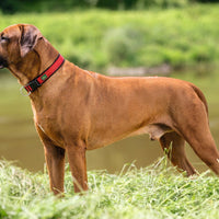 Hundhalsband Hunter neopren röd (45-50) - Hunter | Valpoteket