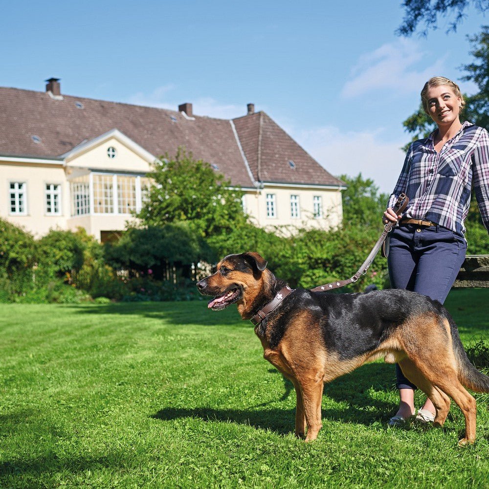 Hundhalsband läder Swiss | Enastående hantverk | Brun, S-M (47) - Hunter | Valpoteket