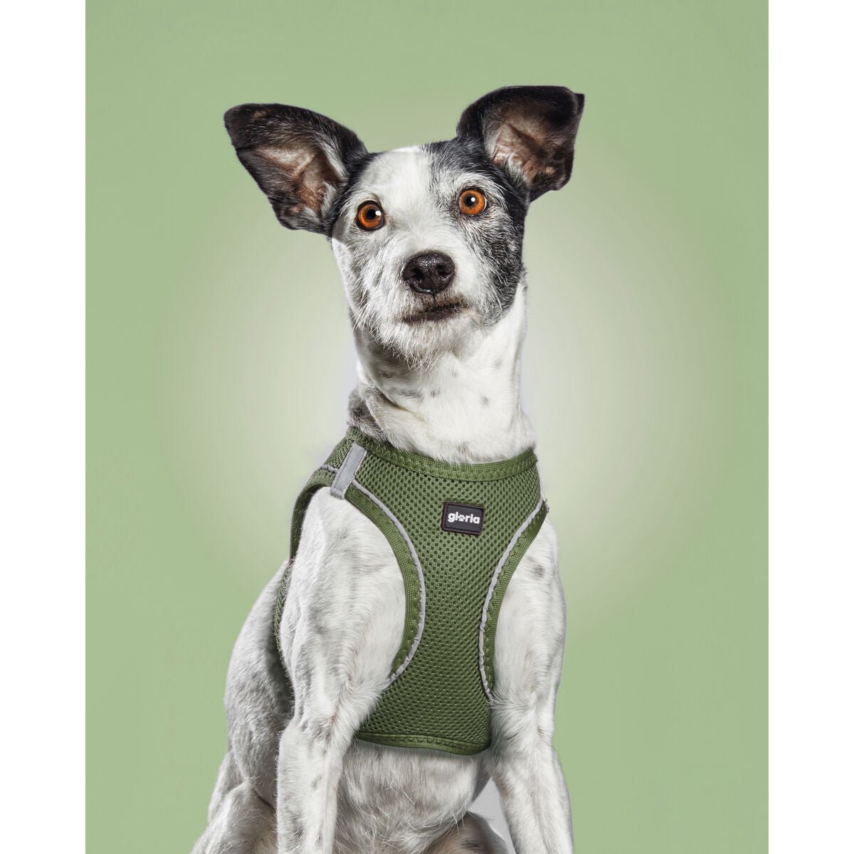 Dog harness Gloria 24.5-26 cm Green 18-20 cm