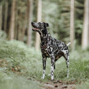 Hundsele Hunter Divo | Enastående komfort | Brun, XS - Hunter | Valpoteket