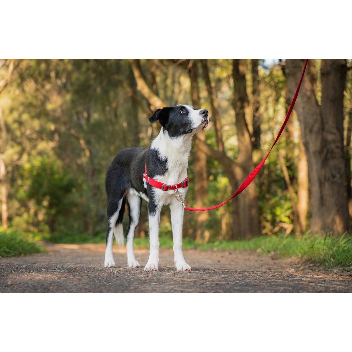 Dog harness Red Dingo 36-50 cm Red S