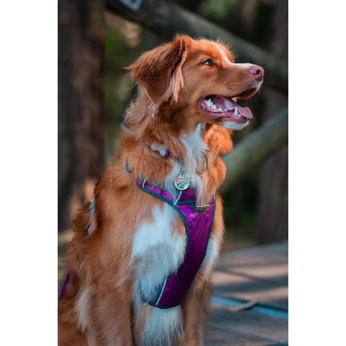 Dog harness Red Dingo Dingo 38-58 cm 46-63 cm Purple M