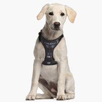 Hundsele Star Wars XXS/XS Svart - Star Wars | Valpoteket