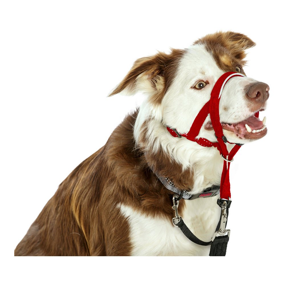 Nose halter dog Halti red 31 40 cm Anti pull in leash