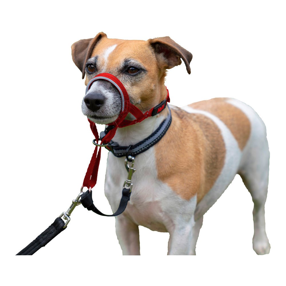 Nose halter dog Halti red (31-40 cm) | Anti-pull in leash