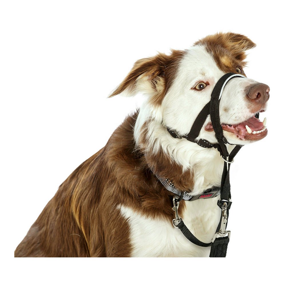 Nose halter dog Halti black (46-62 cm) | Anti-pull in leash