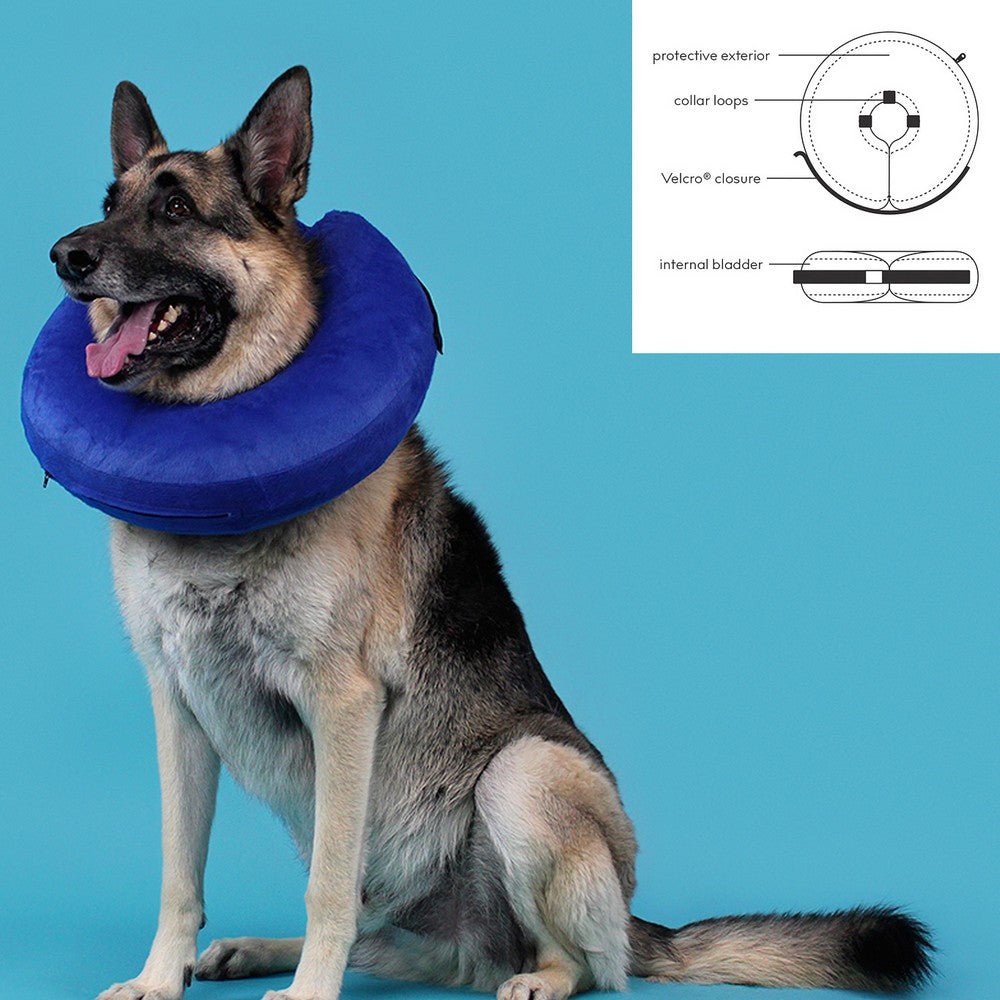 Kong 2024 protective collar